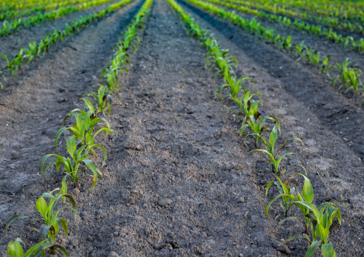 Maize cultivation