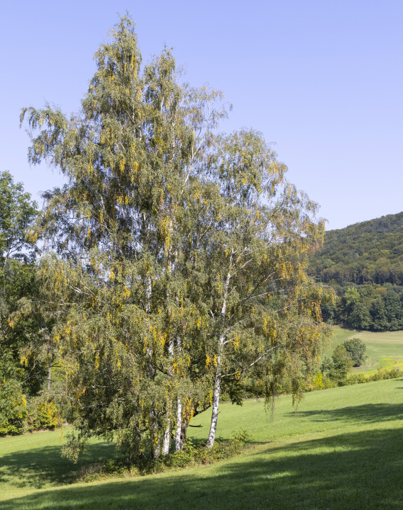 Group of Birches, Deciduous Trees in the Area