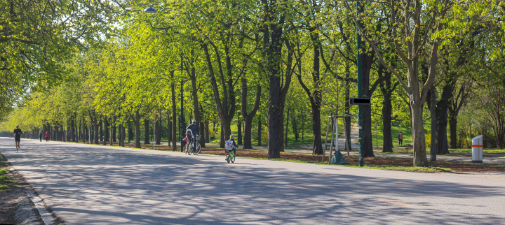 Wide avenue in the park