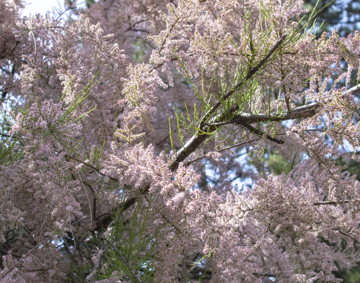 Blooming Tamarisk