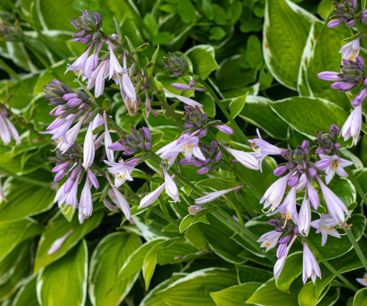 Hosta blooming in the garden