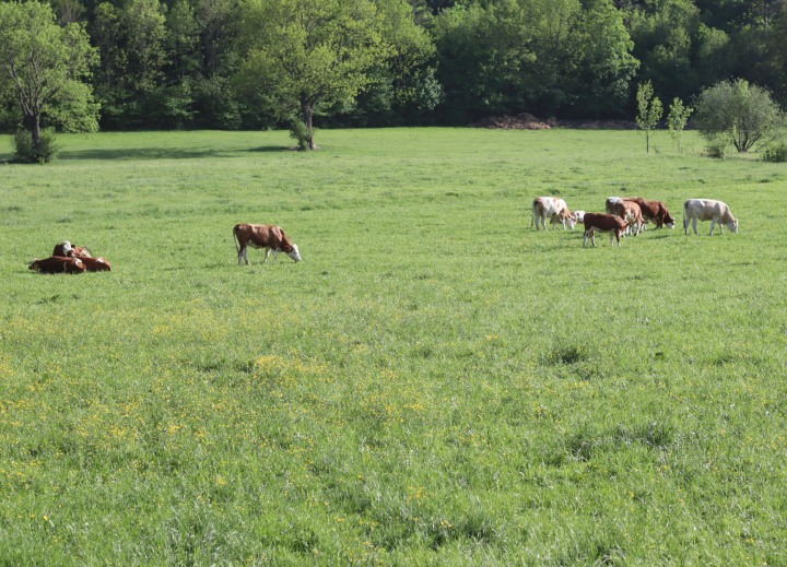 Cows On Green Pasture