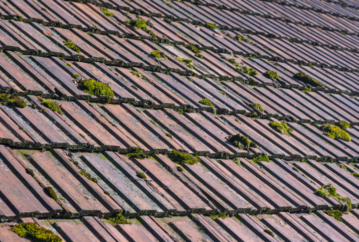 Moss on Roof Tiles