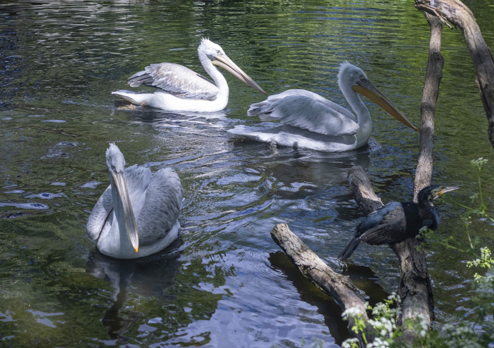 Pelicans in the Water