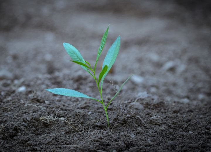 A deciduous tree seedling