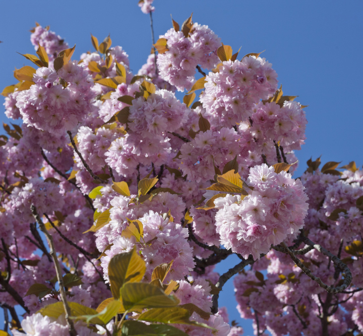 Japanese Cherry