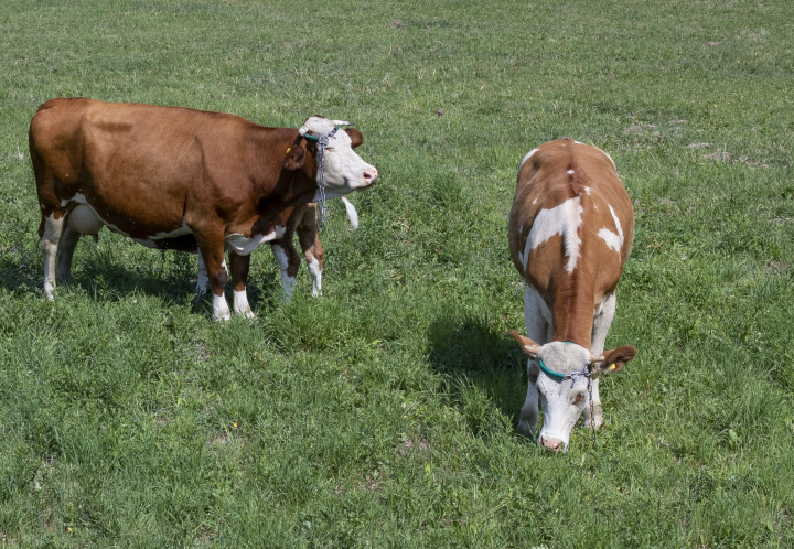 Two Cows In A Pasture