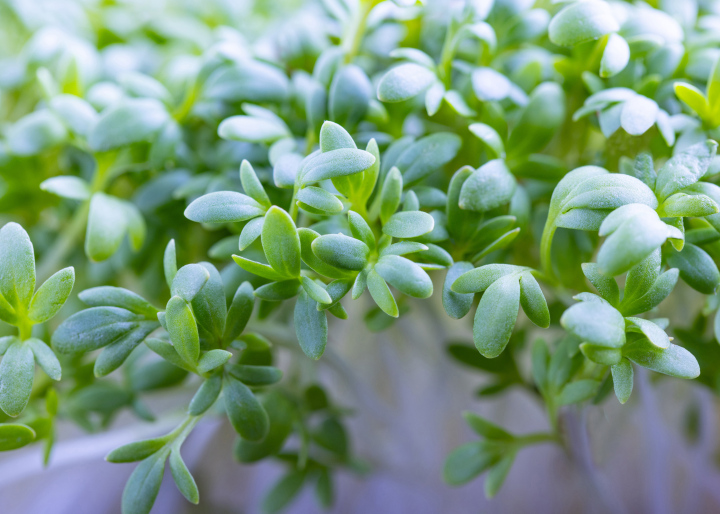 Fresh Cress Leaves