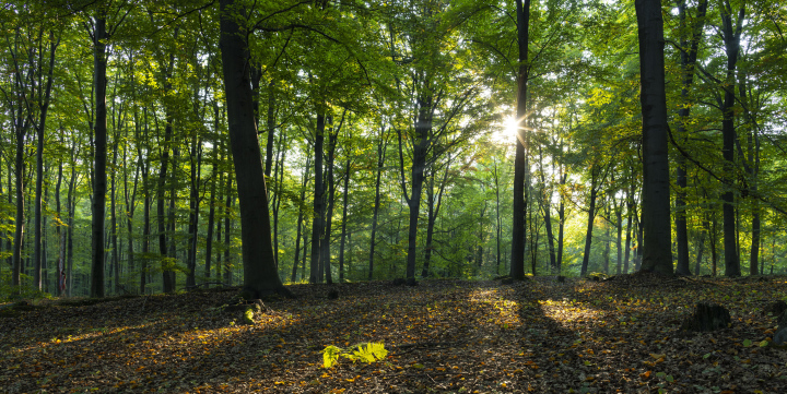 Sunrise in the Deciduous Forest