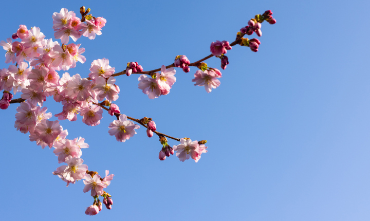 Spring, pink flowers on the branch.