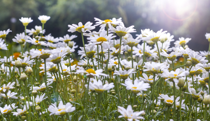 White Daisies