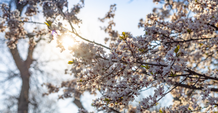 Spring, flowering trees and shrubs. Sunny day.