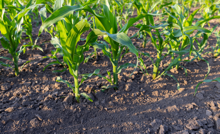 Cultivation of corn