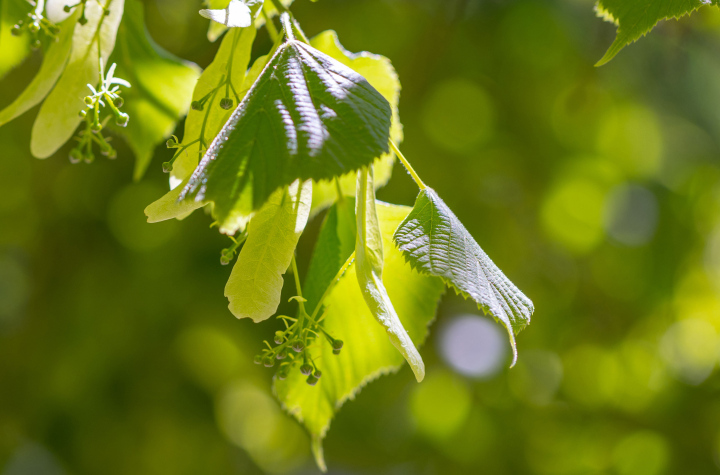 Green Linden Leaves