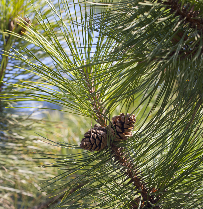Pine cones
