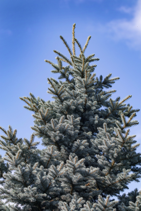 Silver spruce