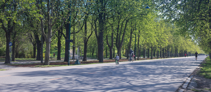 Walking Avenue in the Park