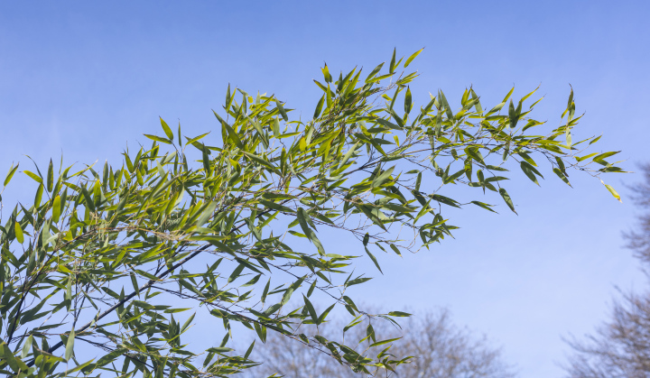 Bamboo twig with leaves