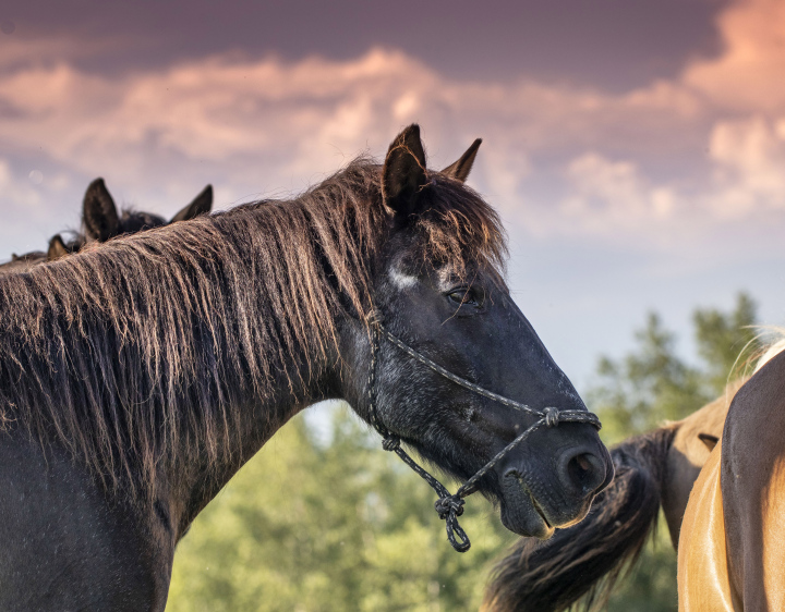 Dark Ointment Horse