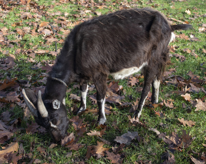 Little goat on the grass