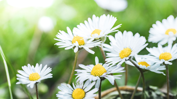 White Daisies in the Garden