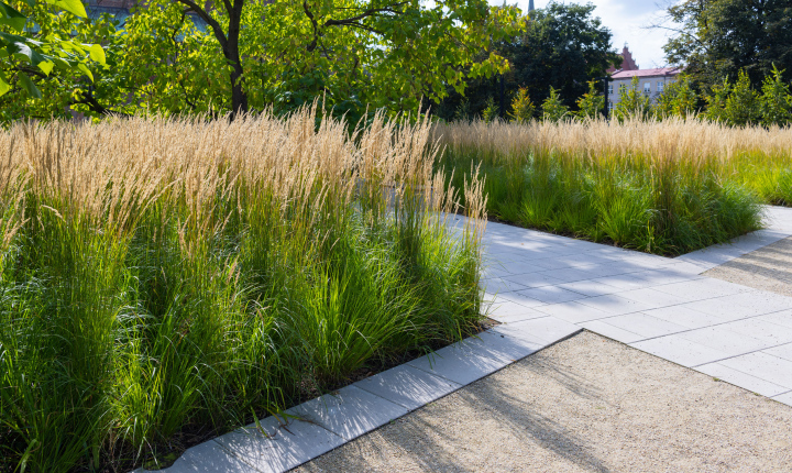 Decorative grasses, pavement, urban greenery