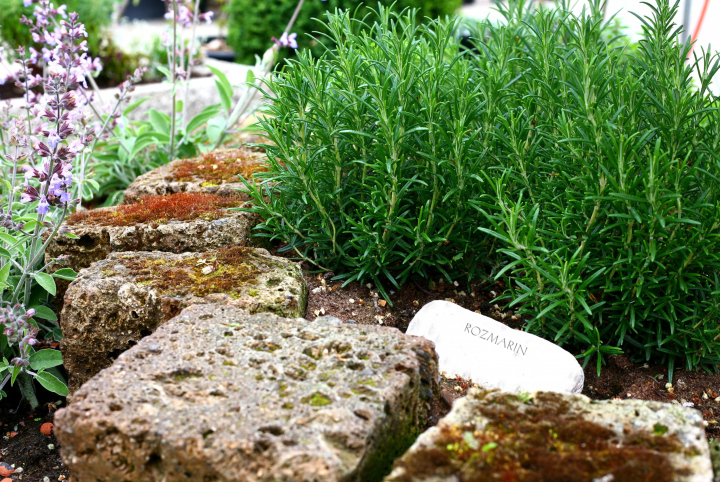 A cluster of rosemary