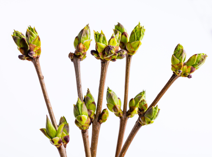 Spring Buds on Branches