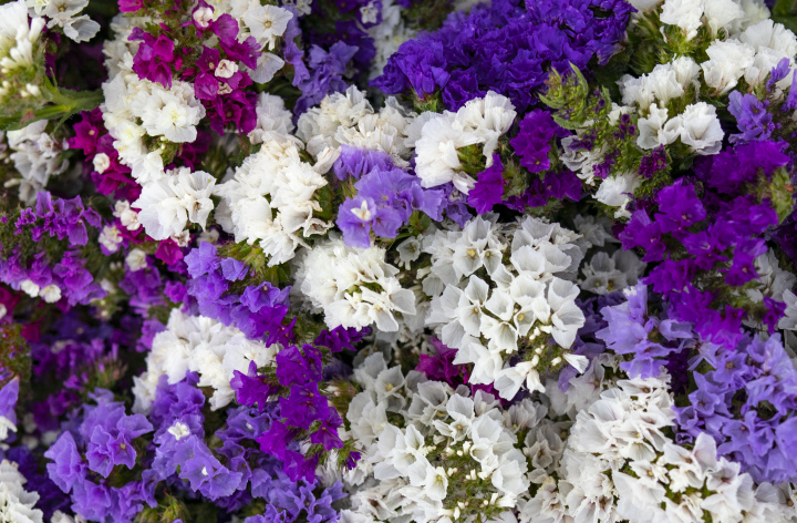 Background with Purple and White Flowers