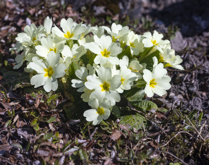 Primrose stemless, bright flowers.
