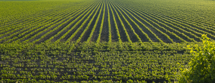 Farmland, vegetables planted in rows