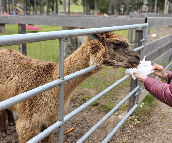 Alpaca in the yard