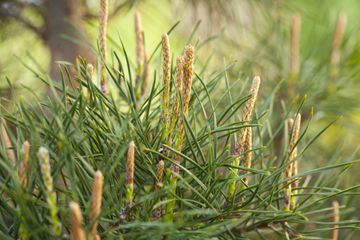 Young Pine Growth