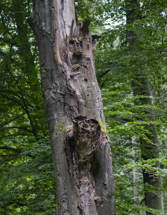 A Rotten Trunk in the Forest
