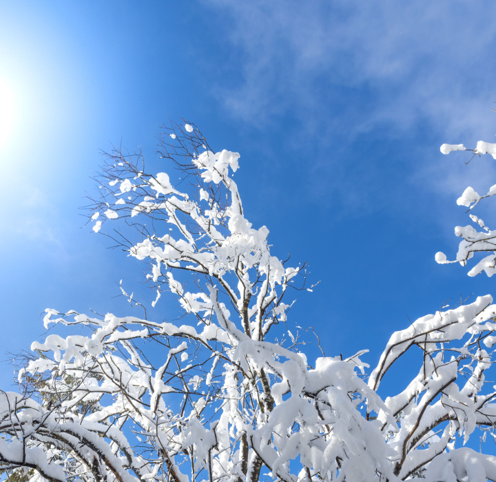 Fresh snow on the branches of shrubs.
