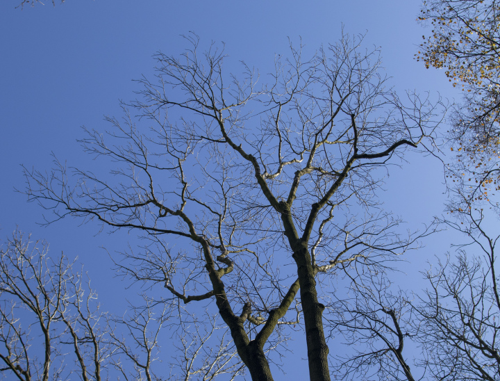 Tree Crowns in a Leafless Condition