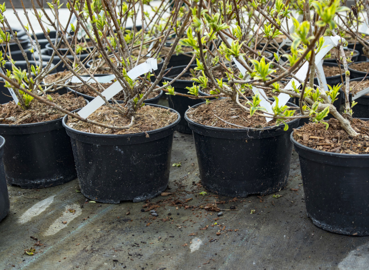 Plants in containers of a shrub nursery