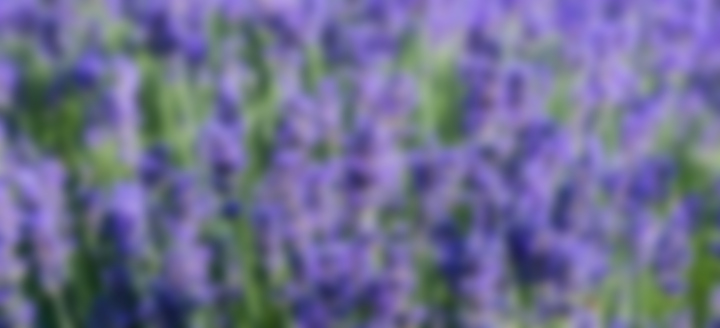 Blurred background. Violet space with flowers.