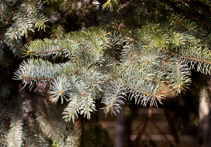 Spruce branches