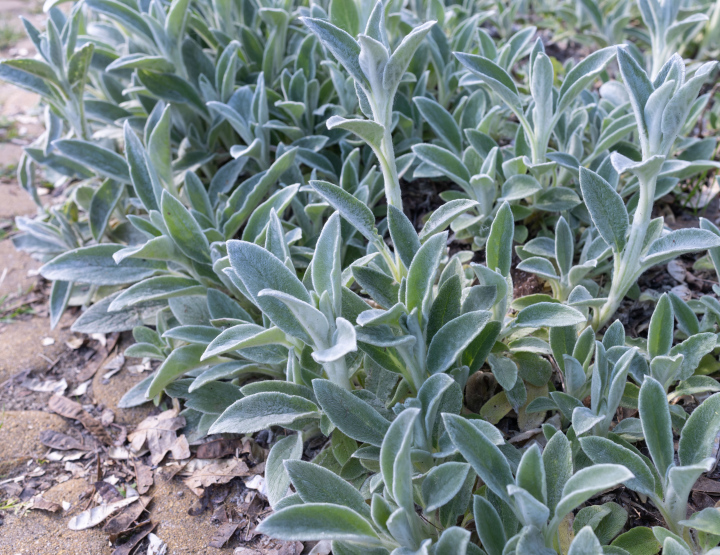 Sage in the garden