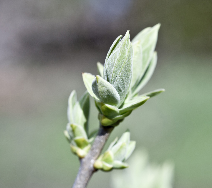 Spring Buds On Bushes