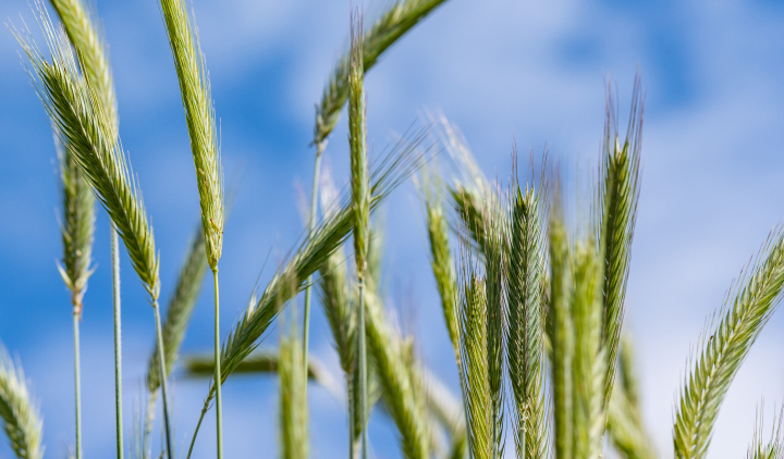 Green Ears of Rye