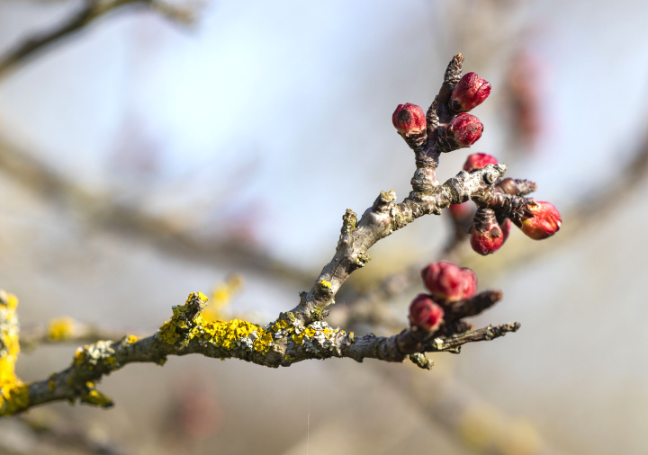 Spring Twig with Flower Buds