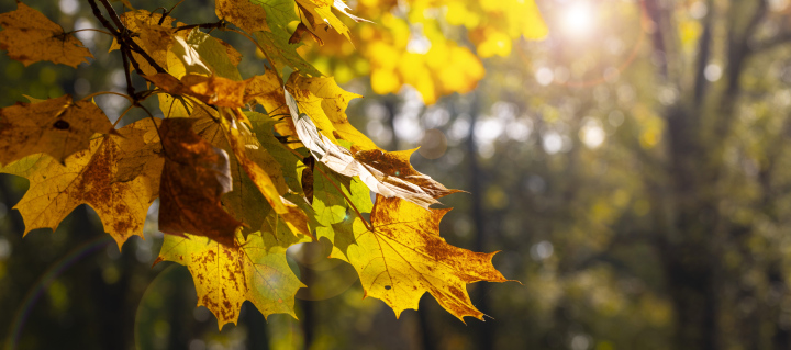 Maple leaves, autumn-themed banner