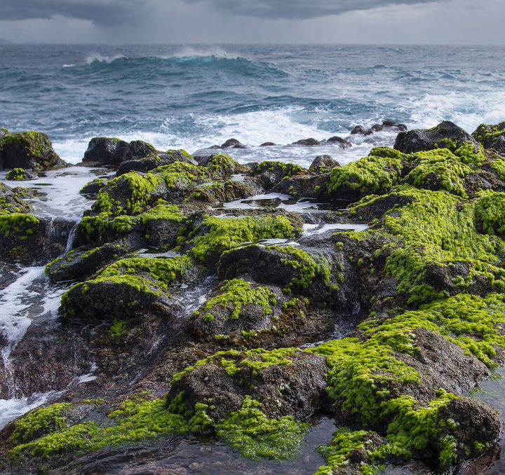 Sea Waves at the Brzeg and Mossy Boulders