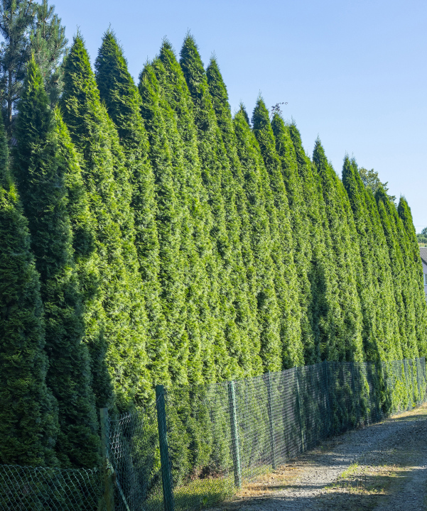 Tall Thuja in a Row