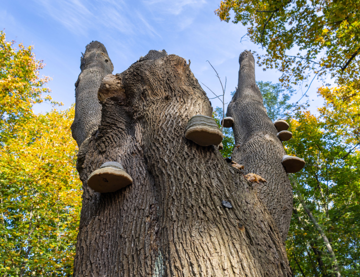 Huba on a Tree Trunk