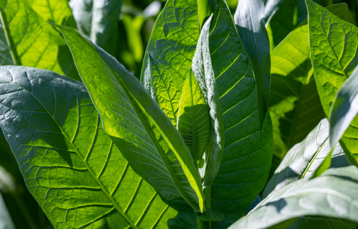 Green tobacco leaves. Growing Tobacco.