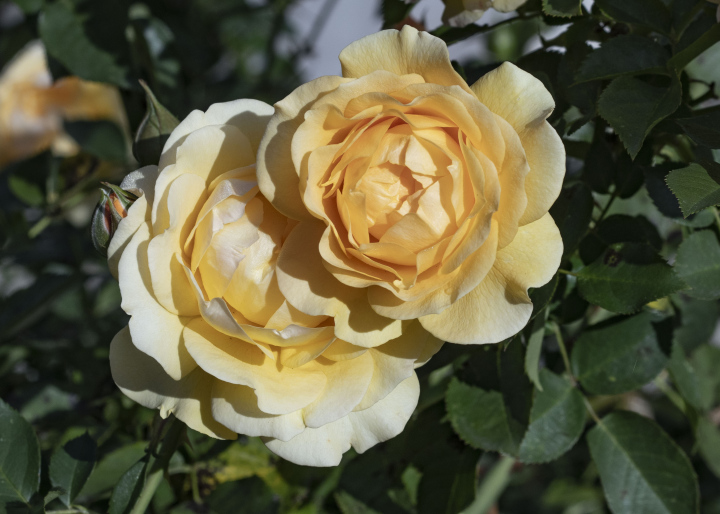 Yellow Roses In The Park