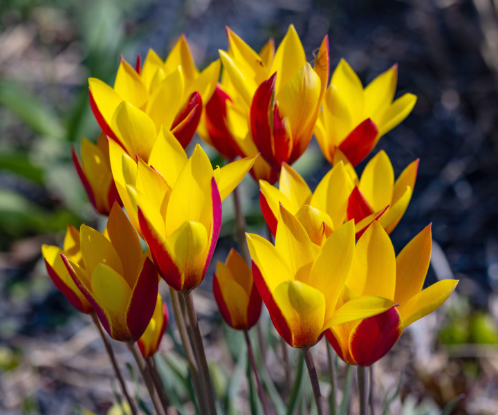 Blooming Goldstuck tulips